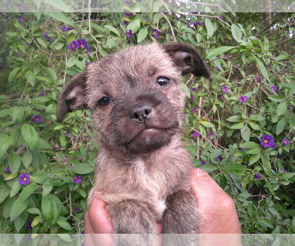 Medium Photo #1 Pug-Unknown Mix Puppy For Sale in San Diego, CA, USA