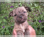 Small Pug Mix