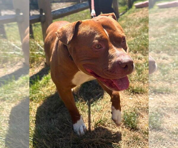 Medium Photo #5 Mutt Puppy For Sale in Manahawkin, NJ, USA