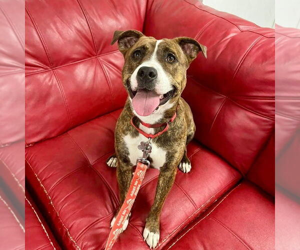 Medium Photo #11 Mutt Puppy For Sale in Canton, CT, USA