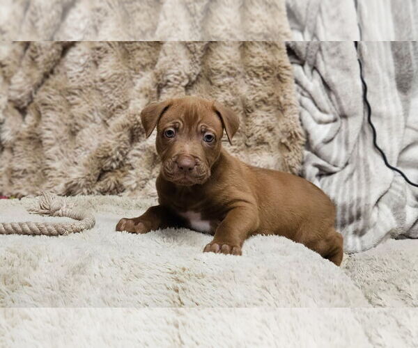 Medium Photo #2 Mutt Puppy For Sale in Euless, TX, USA