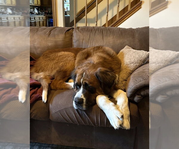 Medium Photo #4 Saint Bernard Puppy For Sale in Lakewood, CO, USA