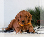 Small #2 Goldendoodle