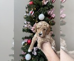 Puppy Rapunzel Goldendoodle
