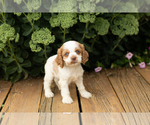 Small #2 Cocker Spaniel