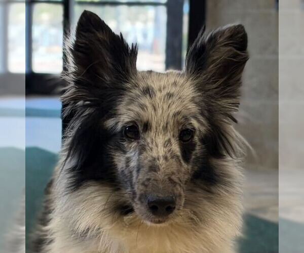 Medium Photo #1 Mutt Puppy For Sale in Jefferson, WI, USA