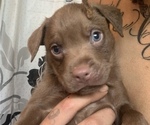 Small Photo #1 American Pit Bull Terrier Puppy For Sale in LANSFORD, PA, USA