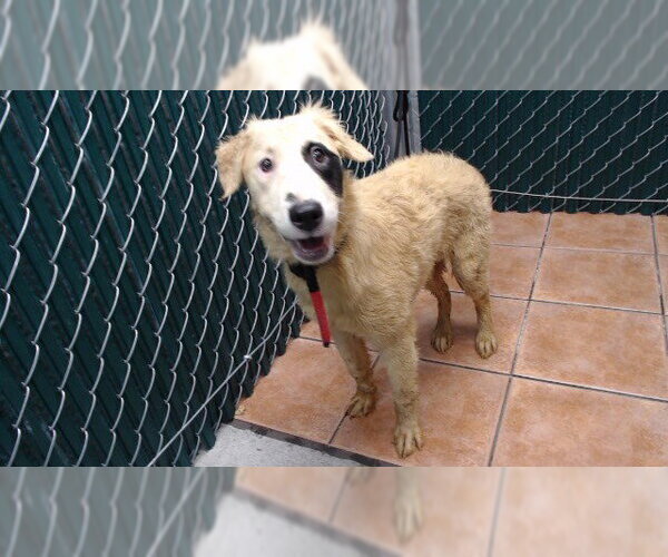 Medium Photo #1 Mutt Puppy For Sale in Downey, CA, USA