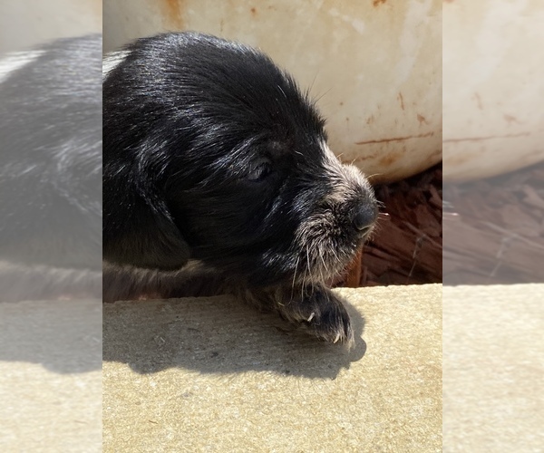 Medium Photo #27 German Wirehaired Pointer Puppy For Sale in PAOLA, KS, USA