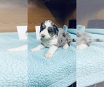 Puppy Pink Aussiedoodle