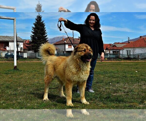 Medium Photo #1 Caucasian Shepherd Dog Puppy For Sale in Zarnesti, Brasov, Romainia