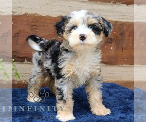 Bernedoodle (Miniature) Puppy for sale in NARVON, PA, USA