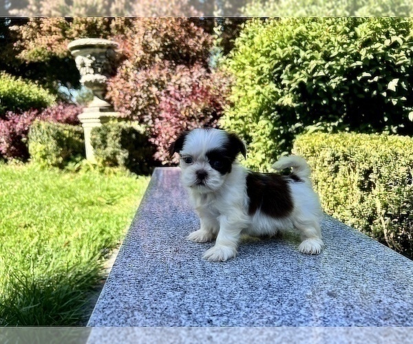 Medium Photo #31 Shih Tzu Puppy For Sale in HAYWARD, CA, USA