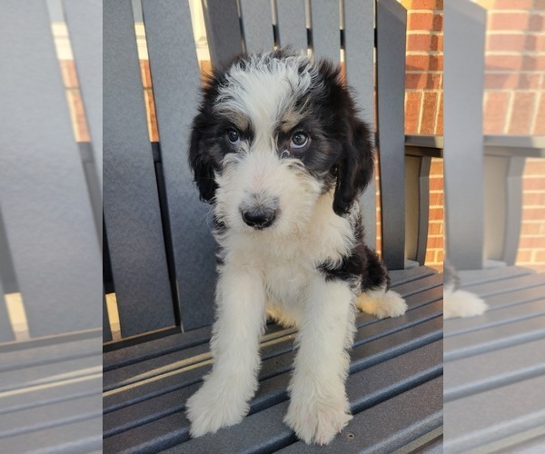 Medium Photo #1 Bordoodle Puppy For Sale in NEW HAVEN, IN, USA