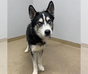 Siberian Husky Dogs for adoption in Aurora, CO, USA