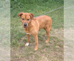 Small #1 Black Mouth Cur-Labrador Retriever Mix