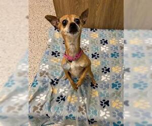Chihuahua Dogs for adoption in Brighton, CO, USA