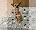 Small Chihuahua