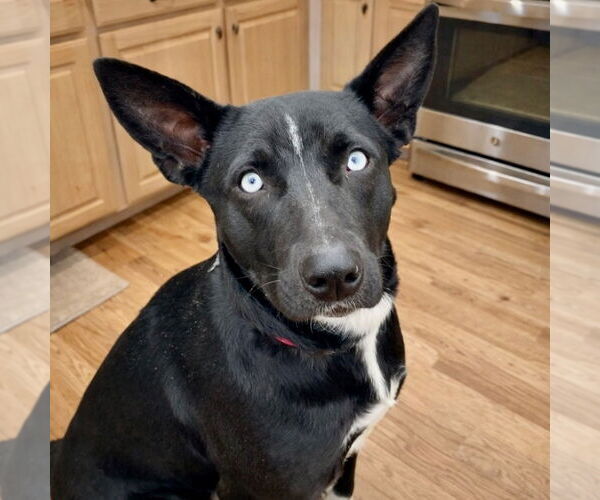 Medium Photo #15 Australian Kelpie-Unknown Mix Puppy For Sale in Canton, CT, USA