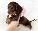 Small #7 Dachshund