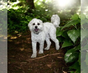 Maltese Dogs for adoption in Menifee, CA, USA