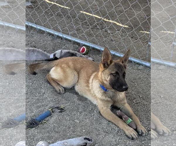 Medium Photo #1 German Shepherd Dog-Unknown Mix Puppy For Sale in Incline Village, NV, USA