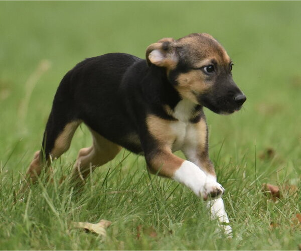 Medium Photo #3 Mutt Puppy For Sale in Mechanicsburg, PA, USA
