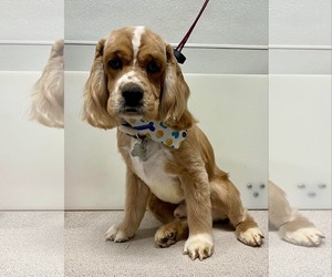 Cocker Spaniel Dogs for adoption in Sioux Falls, SD, USA