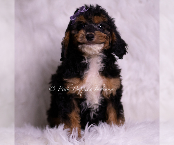 Medium Photo #67 Goldendoodle (Miniature) Puppy For Sale in WARSAW, IN, USA