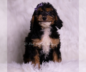 Medium Goldendoodle (Miniature)