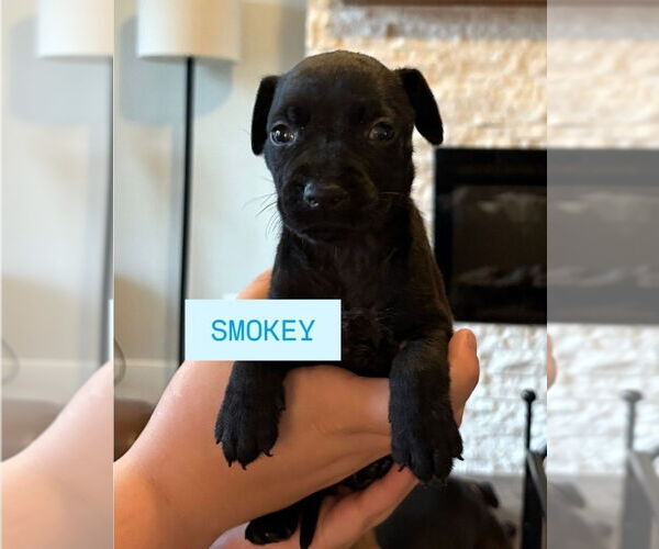 Medium Photo #3 American Staffordshire Terrier-Labrador Retriever Mix Puppy For Sale in Lakewood, CO, USA