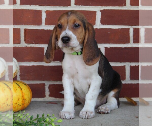 Medium Photo #4 Beagle Puppy For Sale in RICHLAND, PA, USA