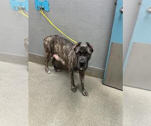 Mutt Dogs for adoption in Las Vegas, NV, USA