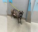 *PRINCESS - Female Mutt Dog for Adoption - Small photo