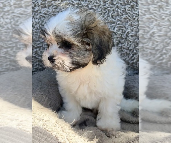 Medium Photo #8 Zuchon Puppy For Sale in RENO, NV, USA