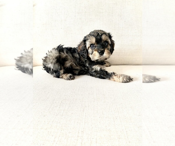 Medium Photo #10 Cavapoo Puppy For Sale in GRESHAM, OR, USA