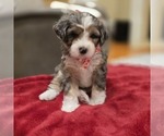 Puppy MARGOT Bernedoodle (Miniature)