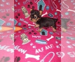 Small #7 Yorkshire Terrier