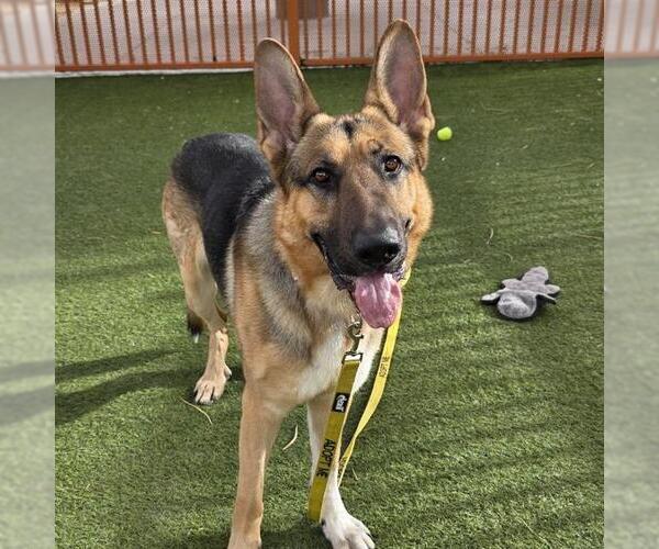 Medium Photo #1 German Shepherd Dog-Unknown Mix Puppy For Sale in Las Vegas, NV, USA
