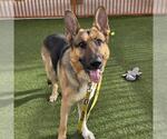 Small German Shepherd Dog Mix