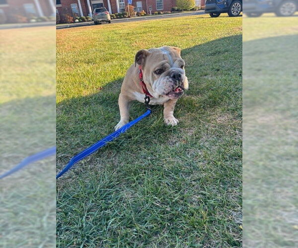 Medium Photo #3 Bulldog Puppy For Sale in Fort Wayne, IN, USA