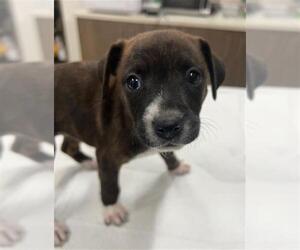 American Pit Bull Terrier Dogs for adoption in Baytown, TX, USA