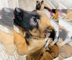 Small Photo #45 Belgian Malinois Puppy For Sale in REESEVILLE, WI, USA