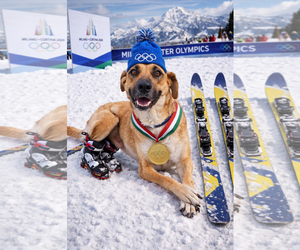 Black Mouth Cur-Unknown Mix Dogs for adoption in The Woodlands, TX, USA