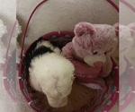 Small Photo #12 Old English Sheepdog Puppy For Sale in OSCEOLA, IN, USA