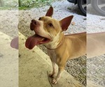 Small #1 American Pit Bull Terrier Mix