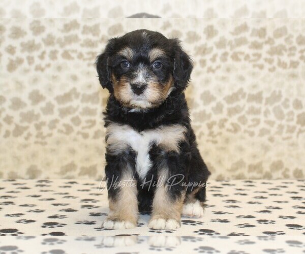 Medium Photo #3 Miniature Bernedoodle Puppy For Sale in DENVER, PA, USA