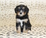 Small #2 Miniature Bernedoodle