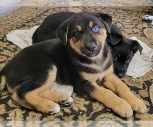 German Shepherd Dog-Siberian Husky Mix Dogs for adoption in ALHAMBRA, CA, USA