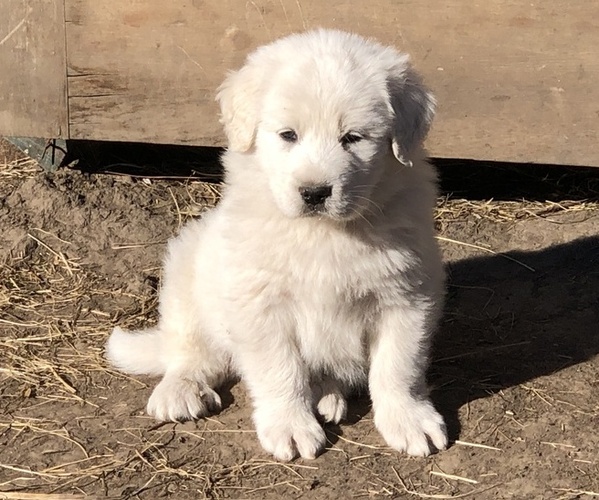 Medium Photo #5 Great Pyrenees Puppy For Sale in SCRANTON, KS, USA